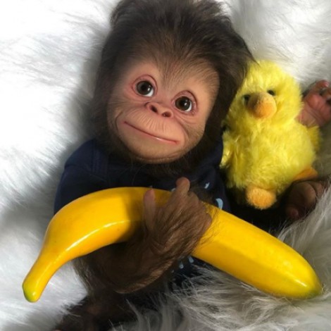 Poseable Lifelike Baby Monkey Reborn Doll Named Cretety